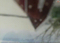 那年调皮的女孩