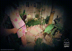 神秘的花園(片長10分31秒)